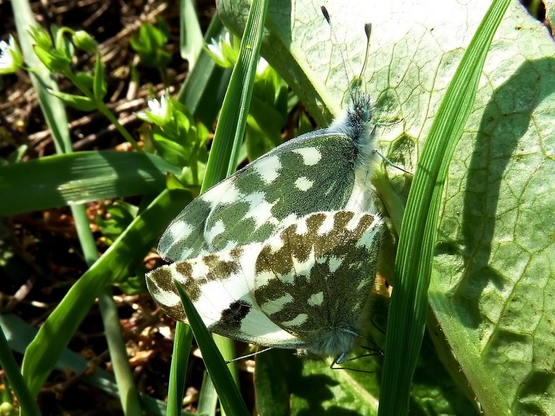 M e F  : foto di coppia